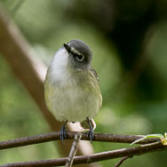 Cassin's Vireo